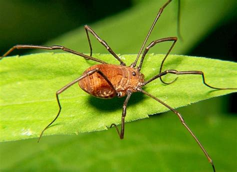 42 Interesting Facts About Harvestmen or Daddy。